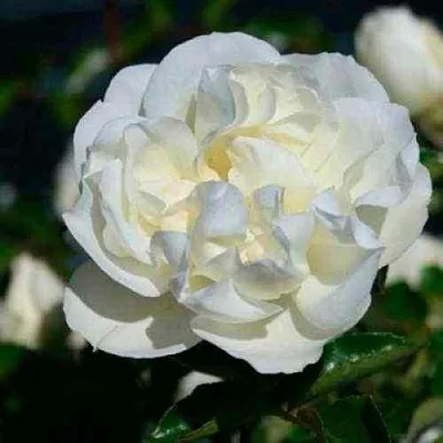 Саженцы роз ВАЙТ МЕЙДИЛАНД почвопокровная  Саженцы роз ВАЙТ МЕЙДИЛАНД почвопокровная в Томске