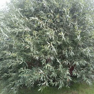 Ива СЕРЕБРИСТАЯ  Ива СЕРЕБРИСТАЯ в Томске