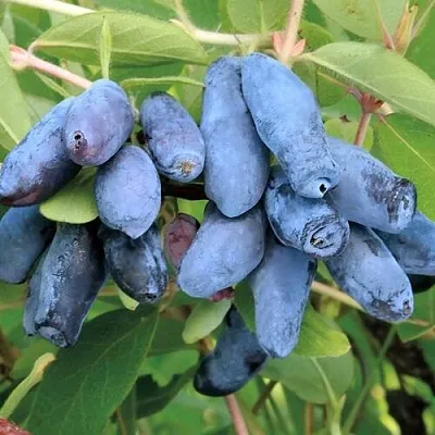 Жимолость съедобная ПАВЛОВСКАЯ  Жимолость съедобная ПАВЛОВСКАЯ в Томске