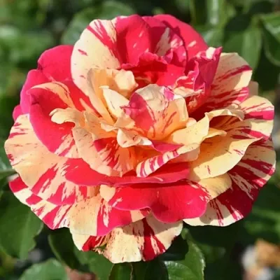 Саженцы роз ВАНИЛЛА ФРАЙЗ плетистая  Саженцы роз ВАНИЛЛА ФРАЙЗ плетистая в Томске