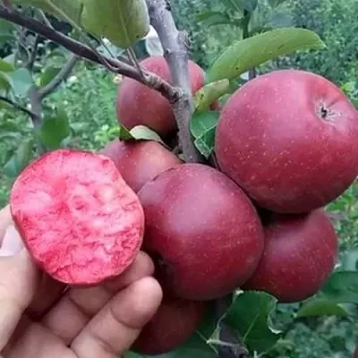 Яблоня РЕД КЕТТИ  Яблоня РЕД КЕТТИ в Томске