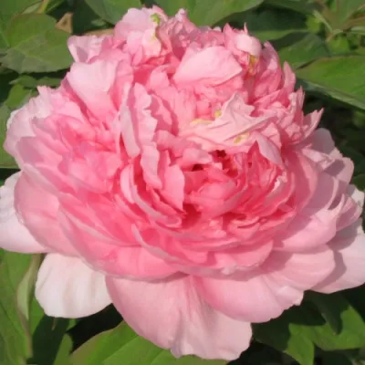 Пион ИМПЕРАТОРСКАЯ НАЛОЖНИЦА древовидный в Томске