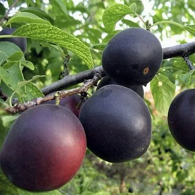 Абрикос МОНАРЕЗИ  Абрикос МОНАРЕЗИ в Томске