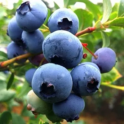 Голубика ДЮК  Голубика ДЮК в Томске