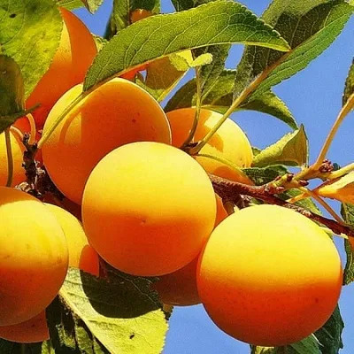 Желтая   Желтая  в Томске