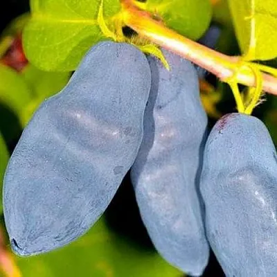 Жимолость съедобная ДЛИННОПЛОДНАЯ  Жимолость съедобная ДЛИННОПЛОДНАЯ в Томске