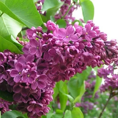 Сирень ДЕНЬ ПОБЕДЫ  Сирень ДЕНЬ ПОБЕДЫ в Томске