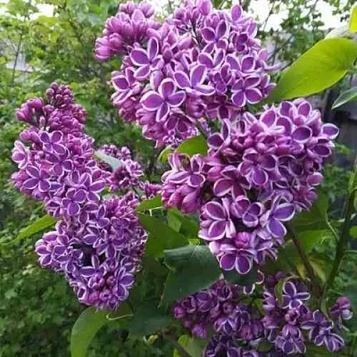 Сирень СЕНСАЦИЯ  Сирень СЕНСАЦИЯ в Томске