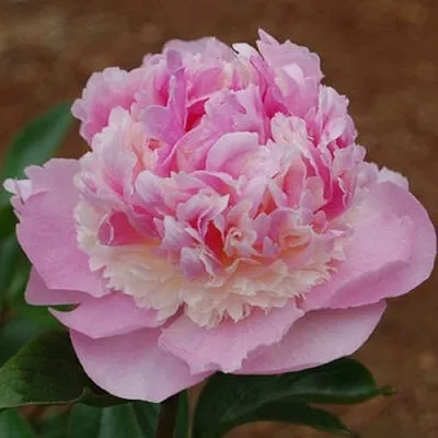 Пион ЭНДЖЕЛ ЧИКС травянистый  Пион ЭНДЖЕЛ ЧИКС травянистый в Томске