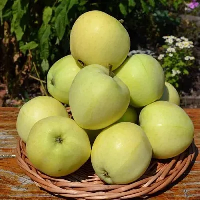 Яблоня ПАПИРОВКА  Яблоня ПАПИРОВКА в Томске