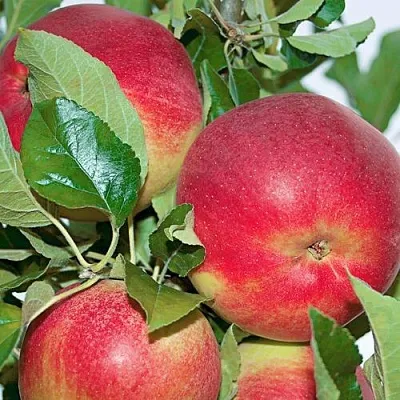 Яблоня СЕНАТОР колонновидная  Яблоня СЕНАТОР колонновидная в Томске