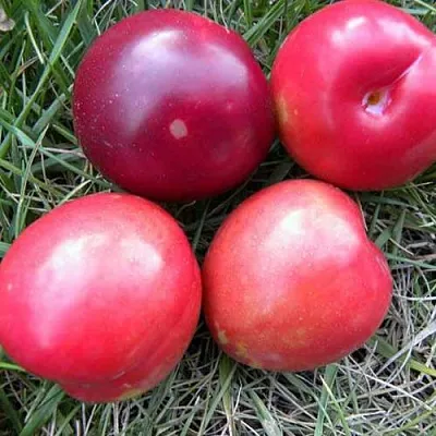 Плумкот БИРИКОККОЛО НОСТРАНО  Плумкот БИРИКОККОЛО НОСТРАНО в Томске