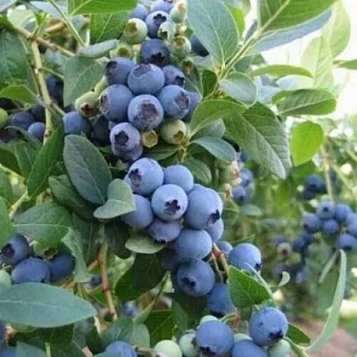 Голубика ЭЛЛИОТ  Голубика ЭЛЛИОТ в Томске