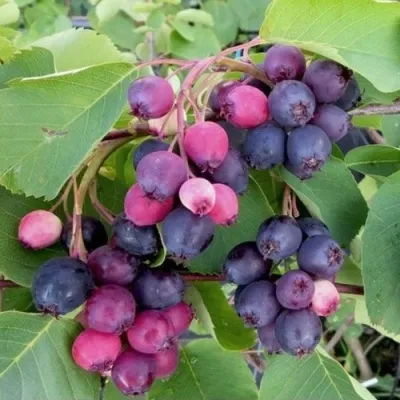 Ирга НОРТЛАЙН — описание сорта Ирга НОРТЛАЙН в Томске