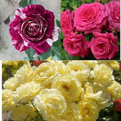 Комплект РОЗОВЫЙ АКЦЕНТ в Томске