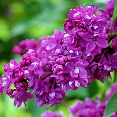 Сирень ОГНИ ДОНБАССА  Сирень ОГНИ ДОНБАССА в Томске