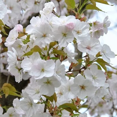 Сакура САНСЕТ БУЛЕВАРД в Томске