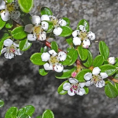 Кизильник ТАНГСТЕДТ горизонтальный   Кизильник ТАНГСТЕДТ горизонтальный  в Томске