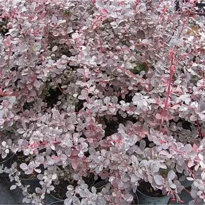 Барбарис СИЛЬВЕР МИЛЕС оттавский   Барбарис СИЛЬВЕР МИЛЕС оттавский  в Томске