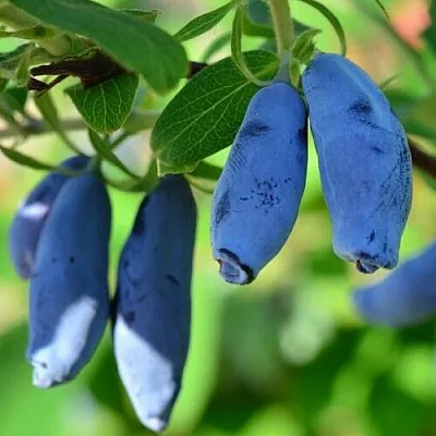 Жимолость съедобная ТРУЖЕНИЦА  Жимолость съедобная ТРУЖЕНИЦА в Томске