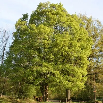 Клен полевой  Клен полевой в Томске