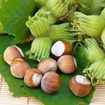 Фундук КРЕПКИЙ ОРЕШЕК  Фундук КРЕПКИЙ ОРЕШЕК в Томске