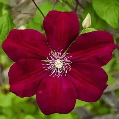 Клематис РУЖ КАРДИНАЛ  Клематис РУЖ КАРДИНАЛ в Томске