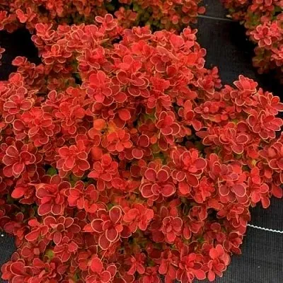 Барбарис РЕД ХОТ ЧИЛИ тунберга  Барбарис РЕД ХОТ ЧИЛИ тунберга в Томске