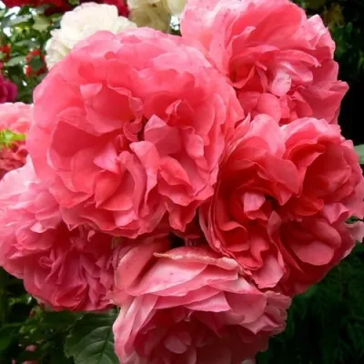 Саженцы роз РОЗЕУМ ЮТЕРСОН плетистая — описание сорта Саженцы роз РОЗЕУМ ЮТЕРСОН плетистая в Томске