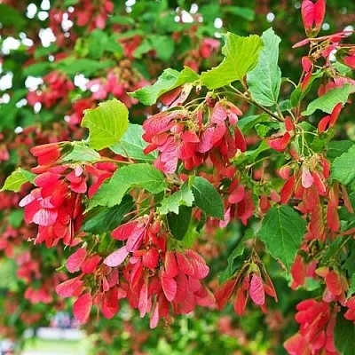 Клен татарский  Клен татарский в Томске