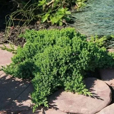 Можжевельник АВАСИ лежачий  Можжевельник АВАСИ лежачий в Томске