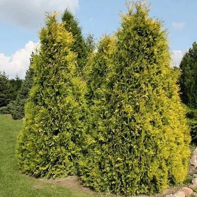 Туя АУРЕОСПИКАТА западная  Туя АУРЕОСПИКАТА западная в Томске