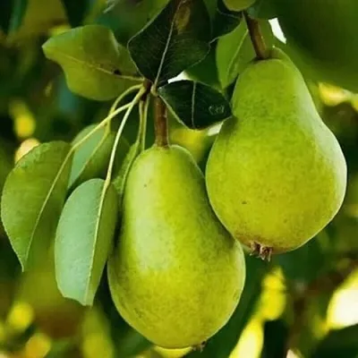 Груша СЕВЕРЯНКА колонновидная в Томске