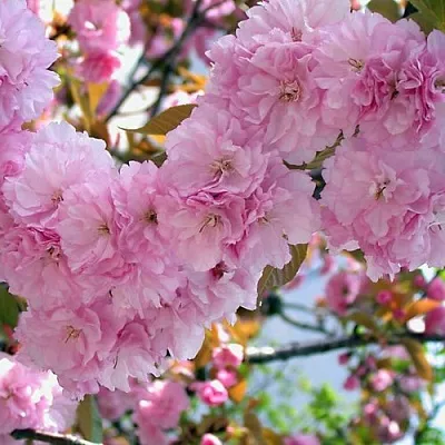 Сакура ОШИДАРЕ в Томске