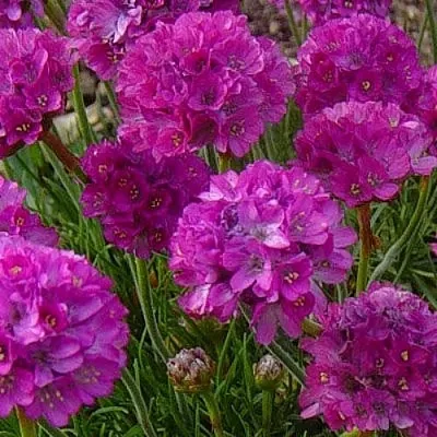 Армерия МОНИНГ СТАР ДИП РОУЗ в Томске