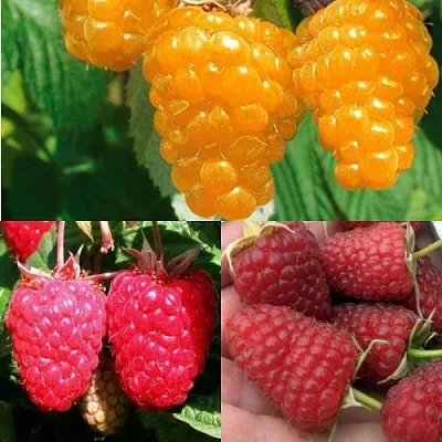 Комплект ЗОЛОТАЯ МАЛИНА в Томске