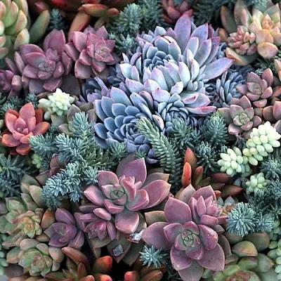 Суккуленты в Томске