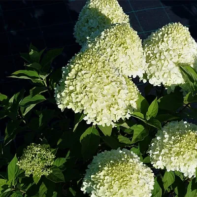 Гортензия СЕЛЕКШН метельчатая в Томске