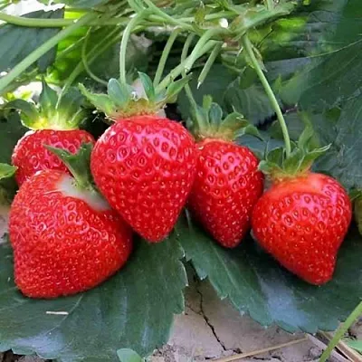 Клубника ТЕА  Клубника ТЕА в Томске