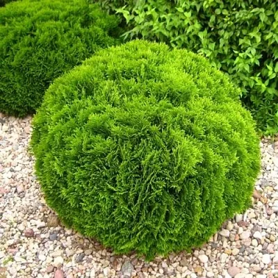 Туя ДАНИКА западная в Томске