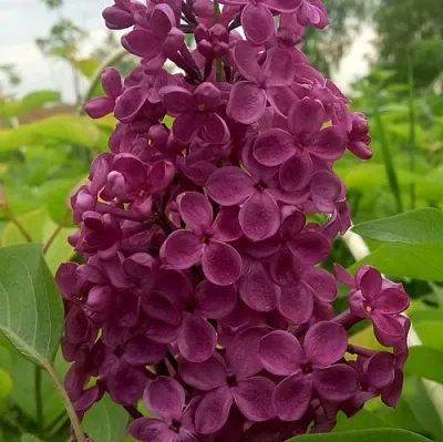 Сирень ИНДИЯ  Сирень ИНДИЯ в Томске