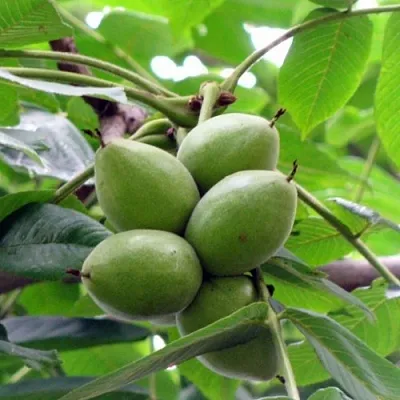 Орех маньчжурский МИЧУРИНЕЦ  Орех маньчжурский МИЧУРИНЕЦ в Томске