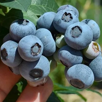 Голубика НЕЛЬСОН  Голубика НЕЛЬСОН в Томске