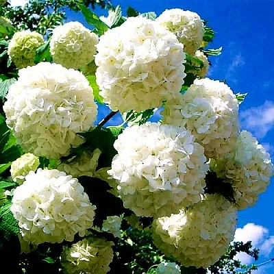 Калина БУЛЬДЕНЕЖ  Калина БУЛЬДЕНЕЖ в Томске