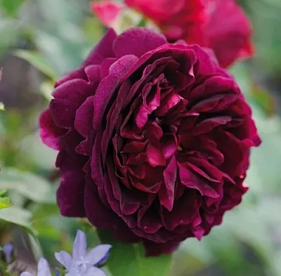 Саженцы роз МАНСТЕД ВУД английская  Саженцы роз МАНСТЕД ВУД английская в Томске