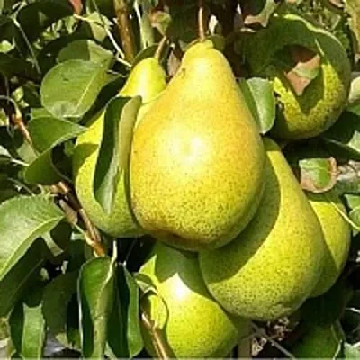 Груша ПАТЕН (ГЛУБОКСКАЯ) в Томске