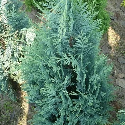 Кипарисовик КОЛУМНАРИС лавсона в Томске