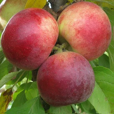 Яблоня БАЛЕРИНА ФЛАМЕНКО колонновидная  Яблоня БАЛЕРИНА ФЛАМЕНКО колонновидная в Томске