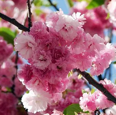 Сакура ПИНК ПЕРФЕКШН в Томске