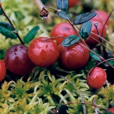 Клюква МАК ФАРЛИН  Клюква МАК ФАРЛИН в Томске